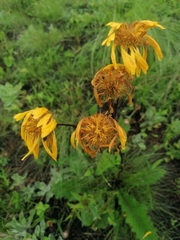 Crepis sibirica