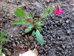 Hermannia grandiflora