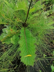 Crepis sibirica