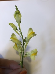 Linaria vulgaris