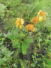 Crepis sibirica