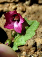 Hermannia grandiflora