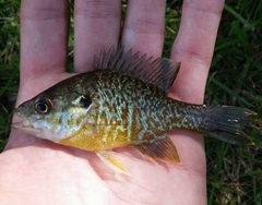 Lepomis gibbosus × cyanellus