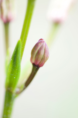 Burchardia multiflora