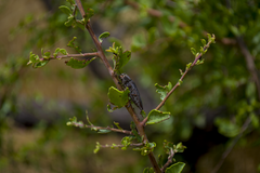 Ectinogonia buquetii