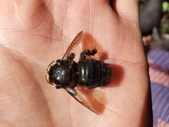 Xylocopa loripes