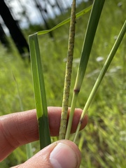 Rottboellia tessellata
