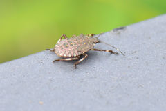Halyomorpha halys