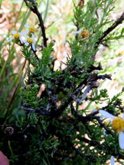 Phymaspermum parvifolium