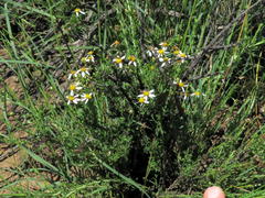 Phymaspermum parvifolium