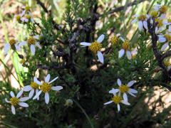Phymaspermum parvifolium