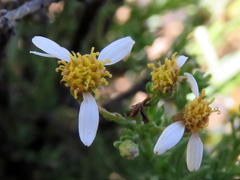 Phymaspermum parvifolium