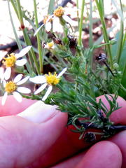 Phymaspermum parvifolium