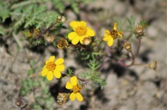 Thymophylla aurea