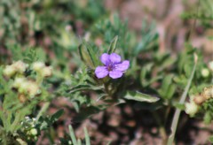 Dyschoriste linearis