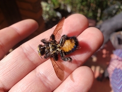 Xylocopa loripes