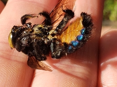 Xylocopa loripes