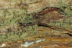 Chaenotheca gracilenta