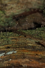 Chaenotheca gracilenta