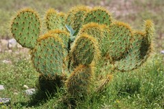 Opuntia chlorotica