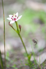 Burchardia multiflora