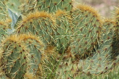 Opuntia chlorotica