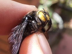 Xylocopa loripes