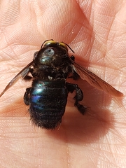Xylocopa loripes