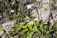 Manulea corymbosa