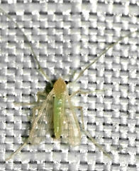 Endochironomus