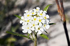 Manulea corymbosa