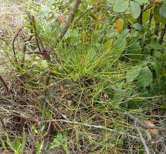 Anginon difforme
