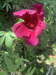 Hibiscus cannabinus