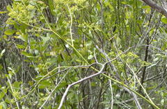 Anginon difforme