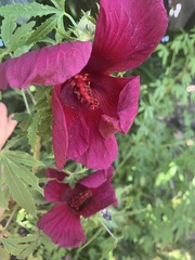 Hibiscus cannabinus