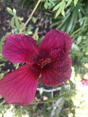 Hibiscus cannabinus