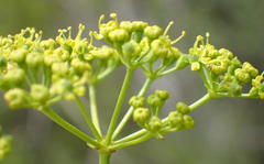Anginon difforme