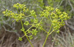 Anginon difforme