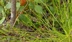 Anginon difforme