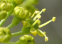 Anginon difforme