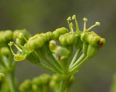 Anginon difforme