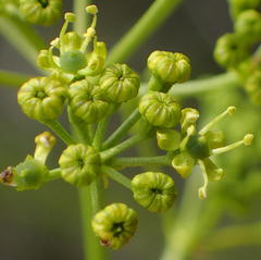 Anginon difforme