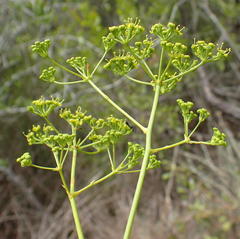Anginon difforme
