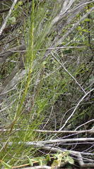 Anginon difforme