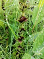 Alectra sessiliflora