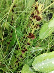 Alectra sessiliflora
