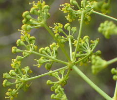 Anginon difforme