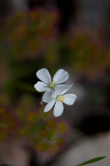 Drosera stolonifera