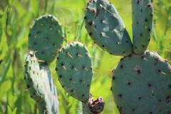 Opuntia pyrocarpa