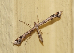Amblyptilia acanthadactyla